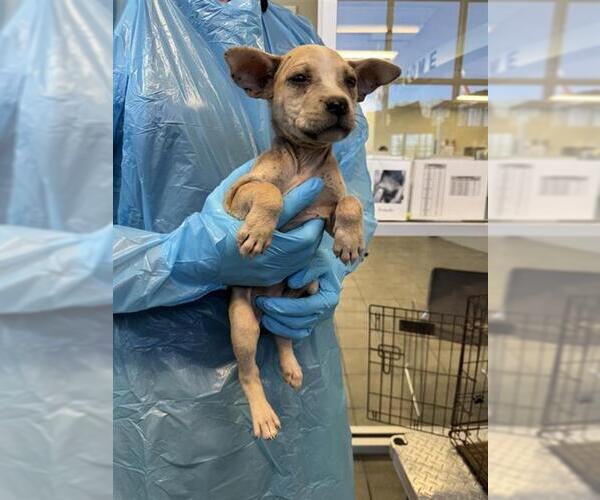 Medium Photo #1 Chihuahua Puppy For Sale in San Antonio, TX, USA