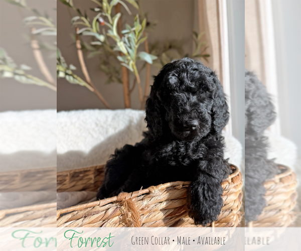 Medium Photo #1 Goldendoodle mix (+ Poodle Standard) Puppy For Sale in CARTHAGE, TN, USA