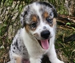 Small #2 Australian Shepherd