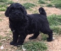 Small Photo #3 Miniature Bernedoodle Puppy For Sale in CONOWINGO, MD, USA