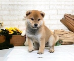 Small Photo #7 Shiba Inu Puppy For Sale in LAS VEGAS, NV, USA
