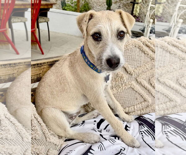 Medium Photo #3 American Staffordshire Terrier-Chinese Shar-Pei Mix Puppy For Sale in Corona, CA, USA