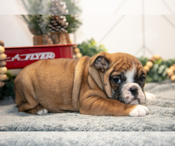 Medium Photo #7 Beabull Puppy For Sale in FRESNO, OH, USA