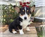 Small #1 Pembroke Welsh Corgi
