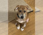 Small #3 Labrador Retriever-Plott Hound Mix