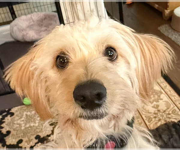 Medium Photo #1 Poodle (Miniature)-Unknown Mix Puppy For Sale in San Ramon, CA, USA