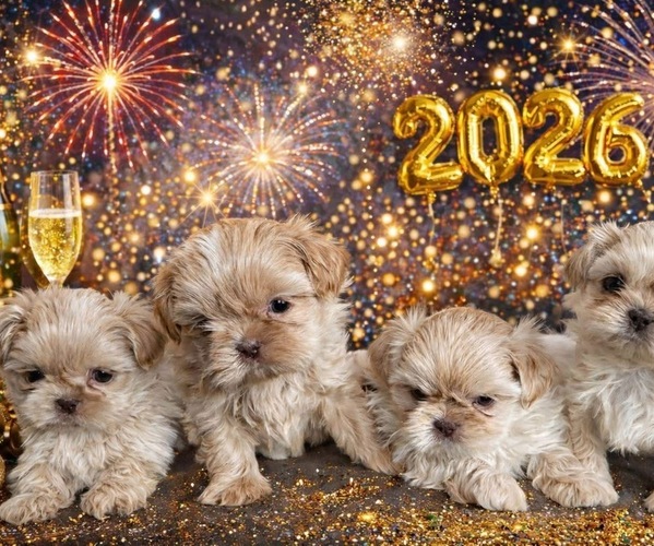 Medium Photo #1 Shih Tzu Puppy For Sale in Walworth, NY, USA