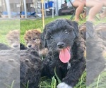 Small #4 Poovanese