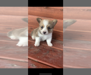 Pembroke Welsh Corgi Puppy for sale in GREEN FOREST, AR, USA