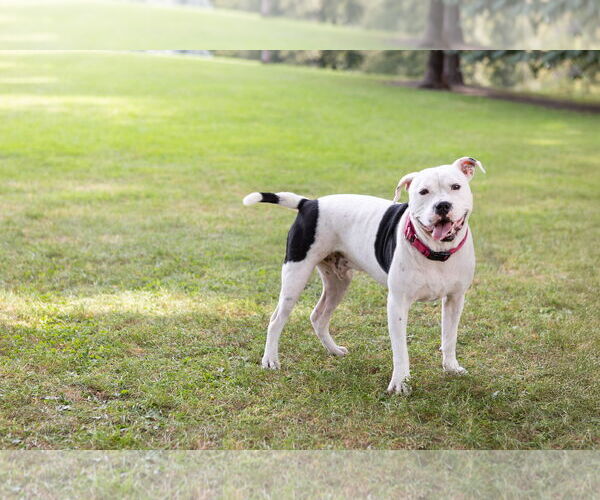 Medium Photo #3 American Pit Bull Terrier-Unknown Mix Puppy For Sale in Crete, IL, USA