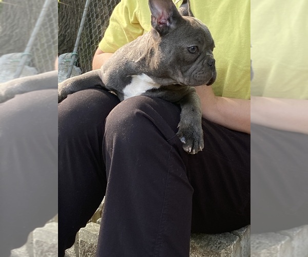 Medium Photo #2 French Bulldog Puppy For Sale in CLEVELAND, NC, USA