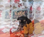 Small #4 Yorkshire Terrier