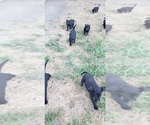 Small #25 Labrador Retriever