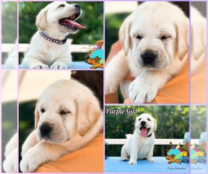Labrador Retriever Puppy for sale in MOUNT AIRY, MD, USA