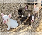 Small Photo #1 French Bulldog Puppy For Sale in EUGENE, OR, USA