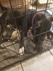 Mother of the American Pit Bull Terrier puppies born on 10/19/2018