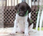 Small Photo #5 German Shorthaired Pointer Puppy For Sale in NARVON, PA, USA