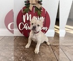 Puppy Puppy 2 French Bulldog