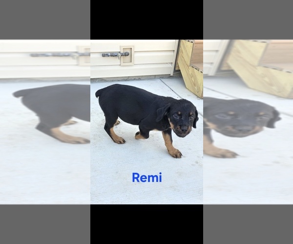 Medium Photo #4 Rottweiler Puppy For Sale in COTTLEVILLE, MO, USA