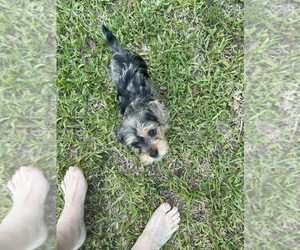 Corkie Puppy for sale in OCALA, FL, USA