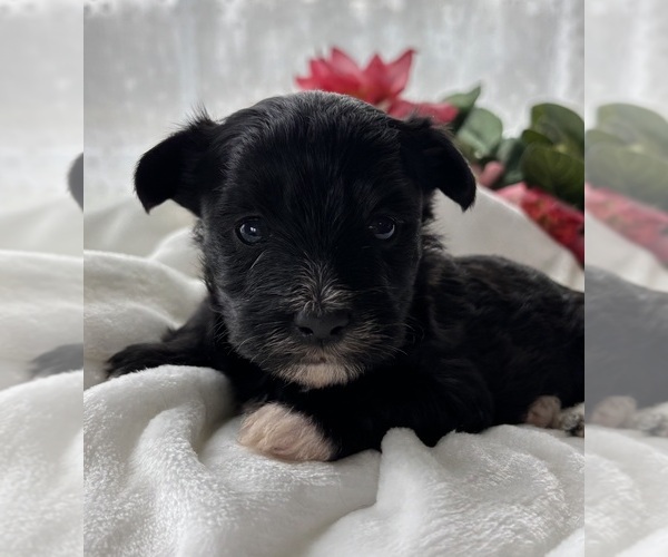 Medium Photo #3 Morkie Puppy For Sale in ROCK STREAM, NY, USA