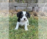 Puppy Dallas Cavachon-Cavalier King Charles Spaniel Mix