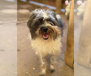 Shih Tzu Dogs for adoption in Santa Barbara, CA, USA