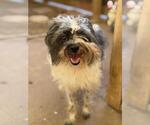 DORA - Female Shih Tzu Dog for Adoption - Small photo