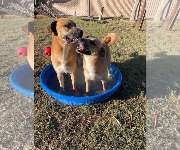 Medium Photo #4 Boxer-Unknown Mix Puppy For Sale in El Centro, CA, USA