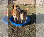 Small #3 Boxer Mix