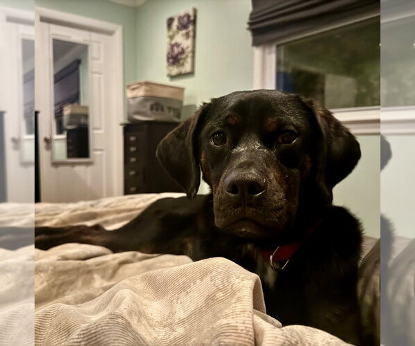 Medium Photo #11 Mutt Puppy For Sale in Canton, CT, USA
