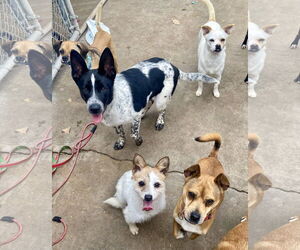 Gabbi- STOLEN - Female Mutt Dog for Adoption - Photo #4