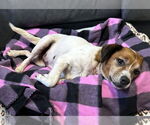 Small #2 Jack Russell Terrier Mix