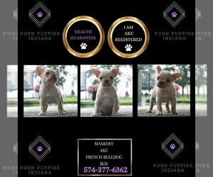 French Bulldog Puppy for sale in WARSAW, IN, USA