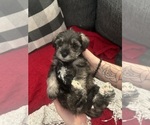 Puppy Dory Schnauzer (Miniature)