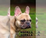 Small Photo #2 French Bulldog Puppy For Sale in TACOMA, WA, USA