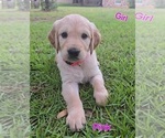 Puppy Dark Pink Golden Irish