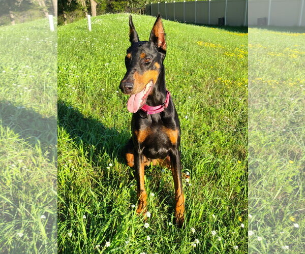 Medium Photo #8 Doberman Pinscher Puppy For Sale in Minneaoplis, MN, USA