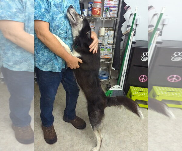 Medium Photo #3 Siberian Husky Puppy For Sale in McCormick, SC, USA
