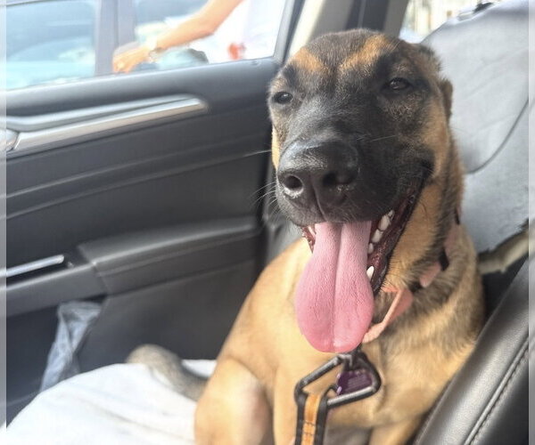 Medium Photo #6 Mutt Puppy For Sale in Imlay City, MI, USA