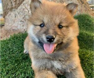 Shiba Inu Puppy for sale in LAS VEGAS, NV, USA