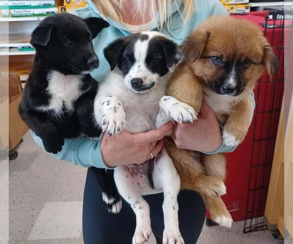 Medium Photo #1 Chiranian Puppy For Sale in Palatine/Kildeer/Buffalo grove, IL, USA