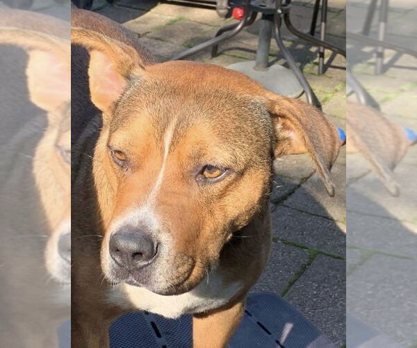 Medium Photo #8 American Pit Bull Terrier-Unknown Mix Puppy For Sale in Germantown, OH, USA