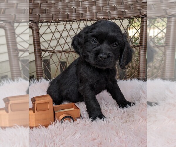 Medium Photo #4 Cock-A-Poo Puppy For Sale in SALEM, MO, USA