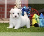 Small #7 Maltese