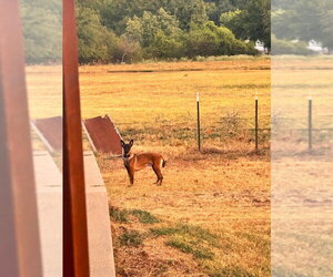 High Octane- Momma Shelby-- Located in OK - Female Mutt Dog for Adoption - Photo #4