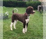 Small Photo #1 Poodle (Standard) Puppy For Sale in MIDDLETOWN, OH, USA