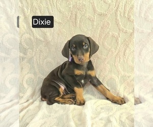 Doberman Pinscher Puppy for sale in POMEROY, OH, USA