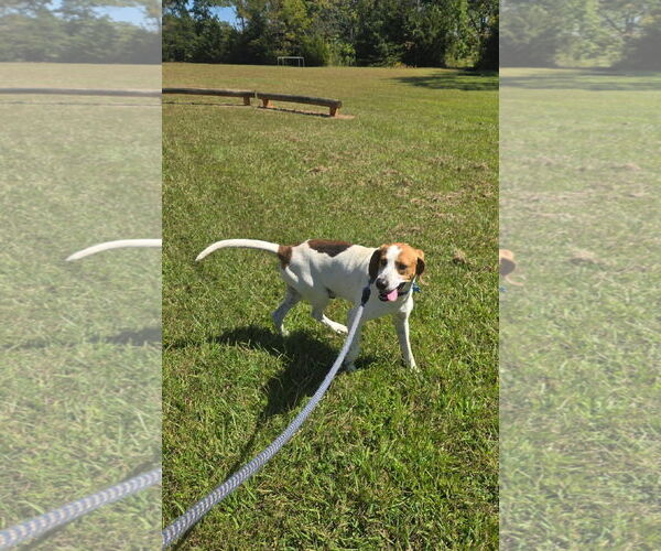 Medium Photo #16 Mutt Puppy For Sale in Rustburg, VA, USA