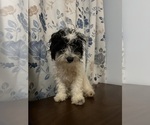 Small #26 Cavapoo-Poodle (Miniature) Mix